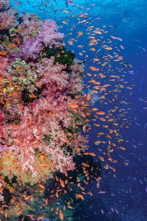 Fiji. Reef with coral and Anthias I