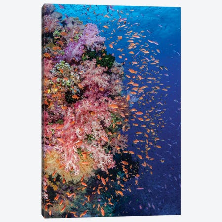 Fiji. Reef with coral and Anthias I Canvas Print #JYG32} by Jaynes Gallery Art Print