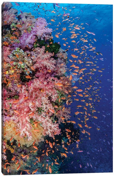 Fiji. Reef with coral and Anthias I Canvas Art Print - Coral Art