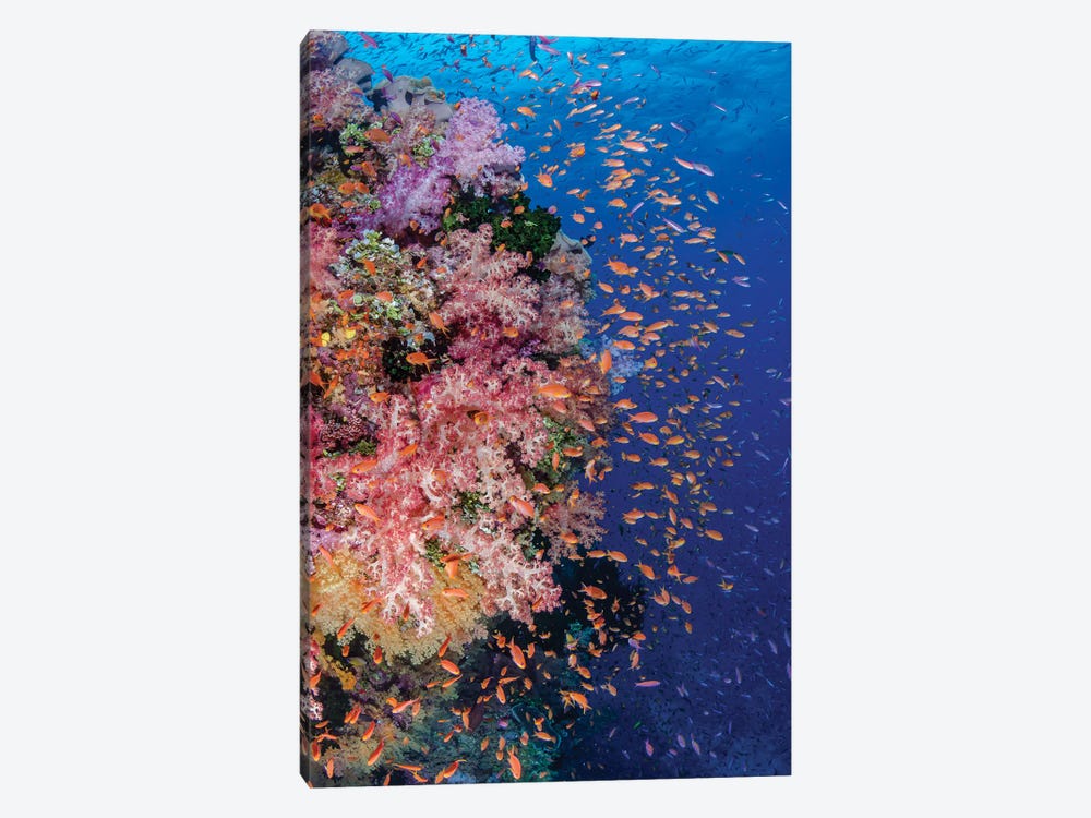 Fiji. Reef with coral and Anthias I by Jaynes Gallery 1-piece Canvas Artwork