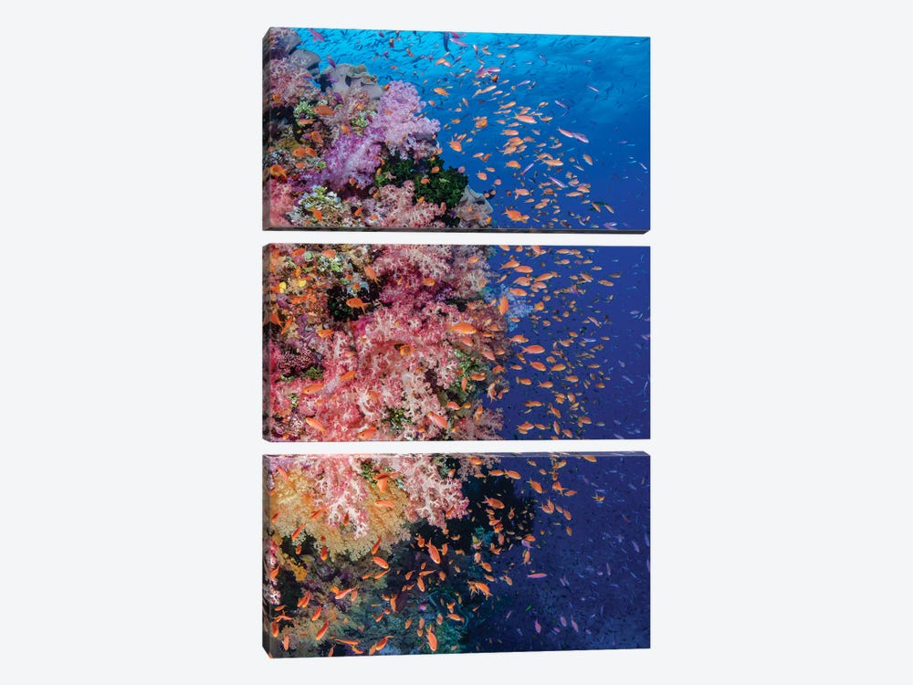 Fiji. Reef with coral and Anthias I by Jaynes Gallery 3-piece Canvas Wall Art