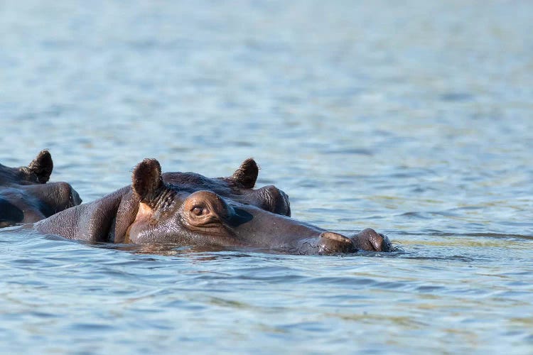 Africa, Botswana, Chobe National Park. Hippopotamus's head above water's surface. 