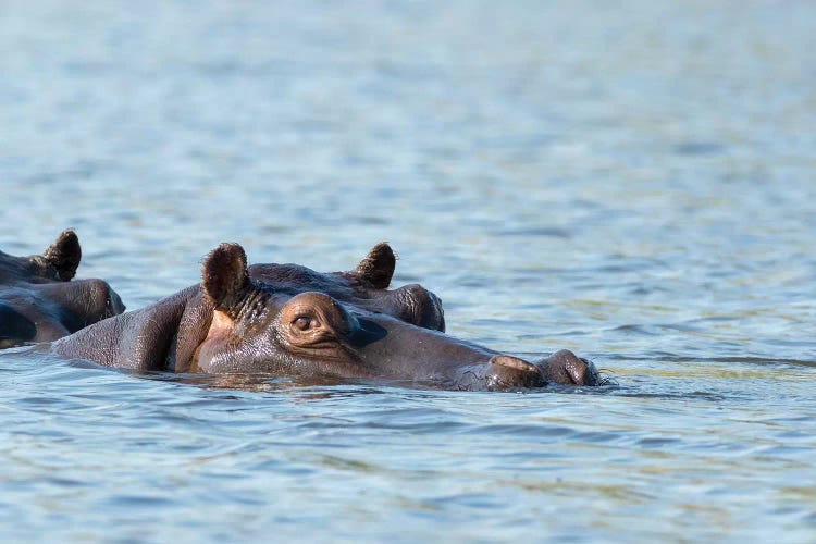 Hippopotamus's Head Above Water's Surface II. Africa, Botswana, Chobe National Park. by Jaynes Gallery wall art