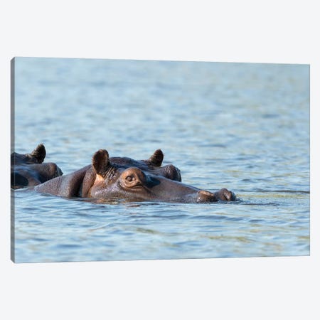 Africa, Botswana, Chobe National Park. Hippopotamus's head above water's surface.  Canvas Print #JYG330} by Jaynes Gallery Canvas Print