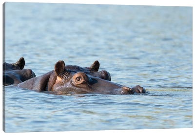 Africa, Botswana, Chobe National Park. Hippopotamus's head above water's surface.  Canvas Art Print - Hippopotamus Art