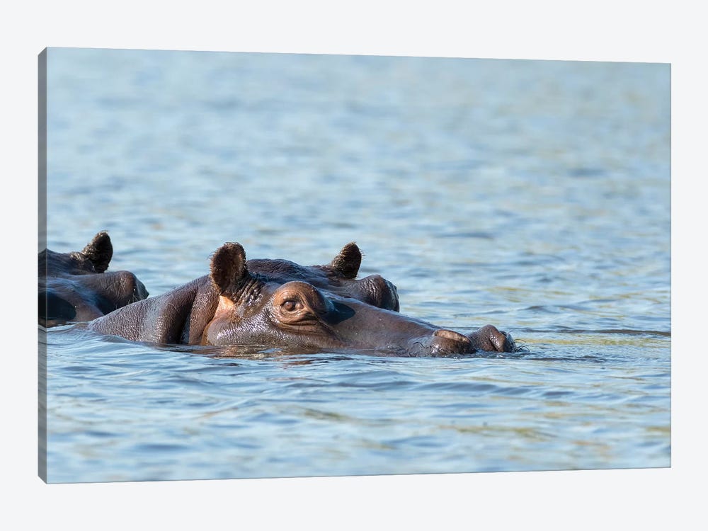 Africa, Botswana, Chobe National Park. Hippopotamus's head above water's surface.  by Jaynes Gallery 1-piece Canvas Art Print