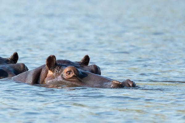 Hippopotamuses: Hippopotamus's Head Above Water's Surface II. Africa, Botswana, Chobe National Park. by Jaynes Gallery