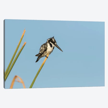 Africa, Botswana, Chobe National Park. Pied kingfisher on papyrus stem.  Canvas Print #JYG331} by Jaynes Gallery Canvas Print