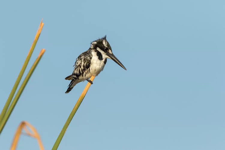 Africa, Botswana, Chobe National Park. Pied kingfisher on papyrus stem. 