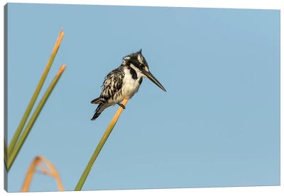 Africa, Botswana, Chobe National Park. Pied kingfisher on papyrus stem.  Canvas Art Print - Botswana