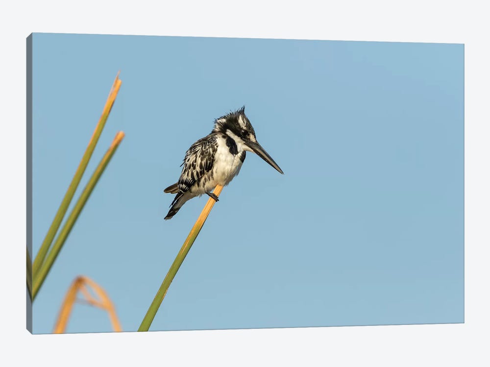 Africa, Botswana, Chobe National Park. Pied kingfisher on papyrus stem.  by Jaynes Gallery 1-piece Canvas Artwork