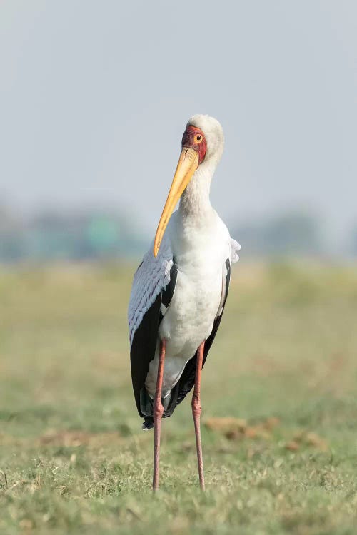 Yellow-Billed Stork Close-Up. Africa, Botswana, Chobe National Park.
