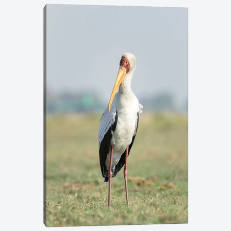 Africa, Botswana, Chobe National Park. Yellow-billed stork close-up.  Canvas Print #JYG332} by Jaynes Gallery Canvas Print