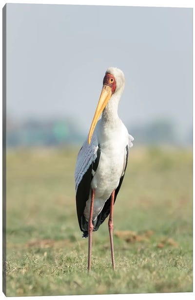 Africa, Botswana, Chobe National Park. Yellow-billed stork close-up.  Canvas Art Print - Stork Art