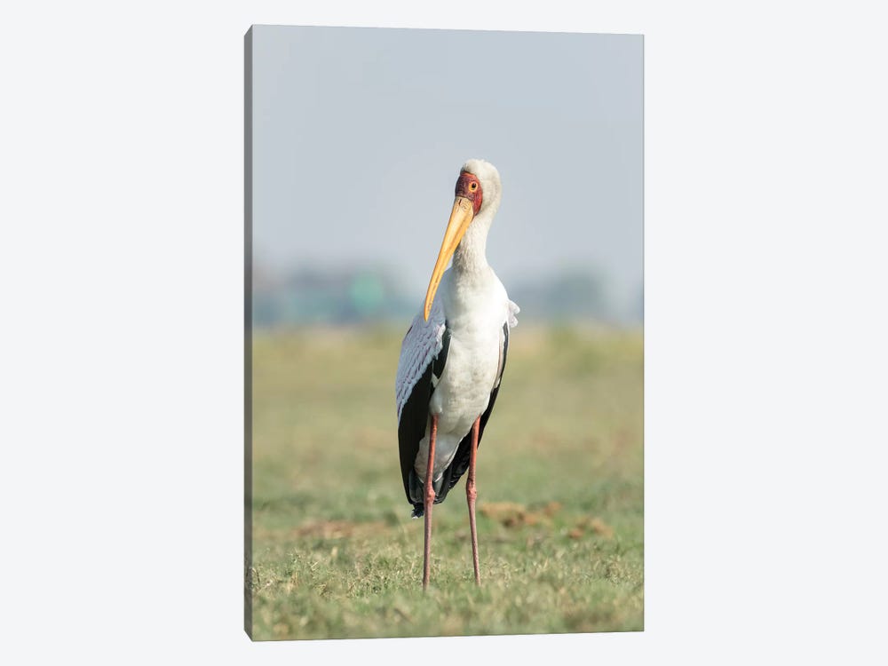 Africa, Botswana, Chobe National Park. Yellow-billed stork close-up.  by Jaynes Gallery 1-piece Art Print