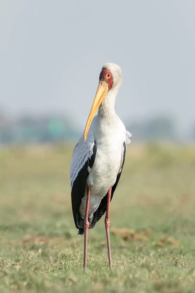 Yellow-Billed Stork Close-Up. Africa, Botswana, Chobe National Park.