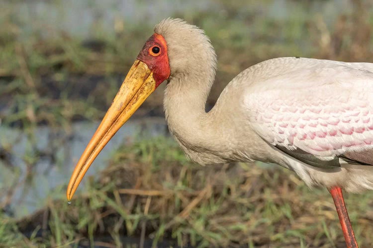Yellow-Billed Stork Profile. Africa, Botswana, Chobe National Park.
