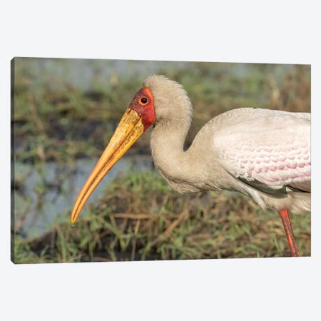 Africa, Botswana, Chobe National Park. Yellow-billed stork profile.  Canvas Print #JYG333} by Jaynes Gallery Art Print