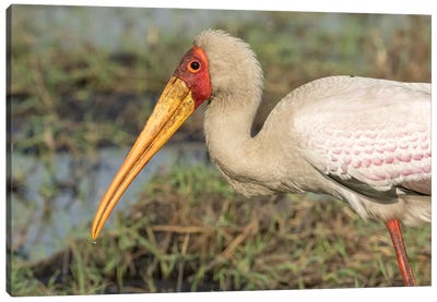 Africa, Botswana, Chobe National Park. Yellow-billed stork profile.  Canvas Art Print - Botswana