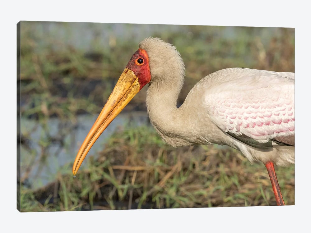 Africa, Botswana, Chobe National Park. Yellow-billed stork profile.  by Jaynes Gallery 1-piece Canvas Wall Art