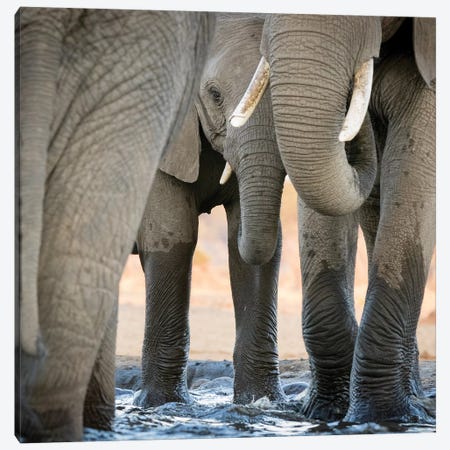 Africa, Botswana, Senyati Safari Camp. Elephant feet and trunk close-up at waterhole.  Canvas Print #JYG334} by Jaynes Gallery Canvas Wall Art