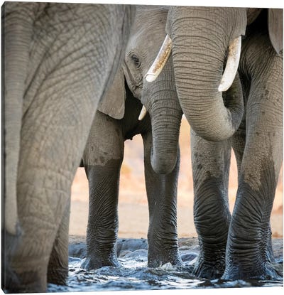 Africa, Botswana, Senyati Safari Camp. Elephant feet and trunk close-up at waterhole.  Canvas Art Print - Botswana