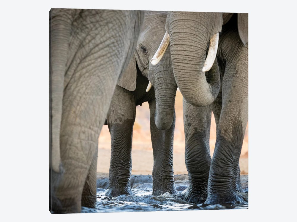 Africa, Botswana, Senyati Safari Camp. Elephant feet and trunk close-up at waterhole.  by Jaynes Gallery 1-piece Art Print