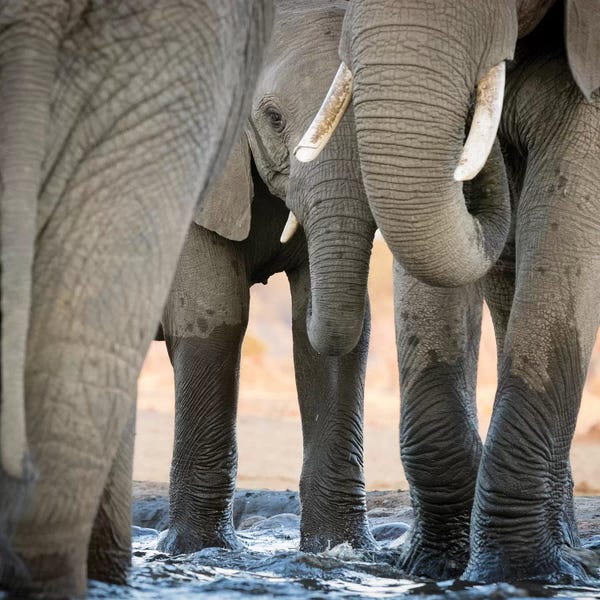 Elephant Feet And Trunk Close-Up At Waterhole. Africa, Botswana, Senyati Safari Camp.