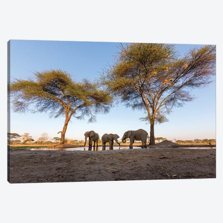 Africa, Botswana, Senyati Safari Camp. Elephants at water hole.  Canvas Print #JYG335} by Jaynes Gallery Canvas Art