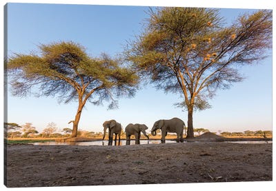Africa, Botswana, Senyati Safari Camp. Elephants at water hole.  Canvas Art Print - Botswana