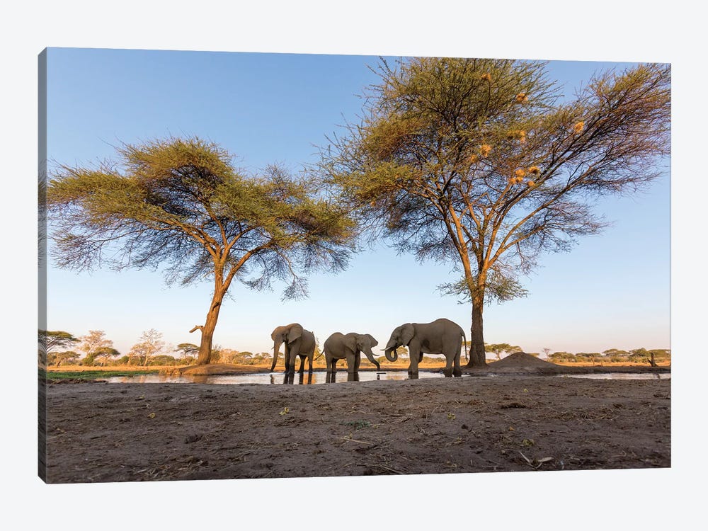 Africa, Botswana, Senyati Safari Camp. Elephants at water hole.  by Jaynes Gallery 1-piece Canvas Art