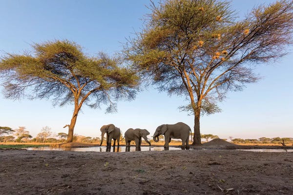 Elephants At Water Hole. Africa, Botswana, Senyati Safari Camp.