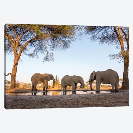 Africa, Botswana, Senyati Safari Camp. Elephants at waterhole.  Canvas Print #JYG336} by Jaynes Gallery Canvas Artwork