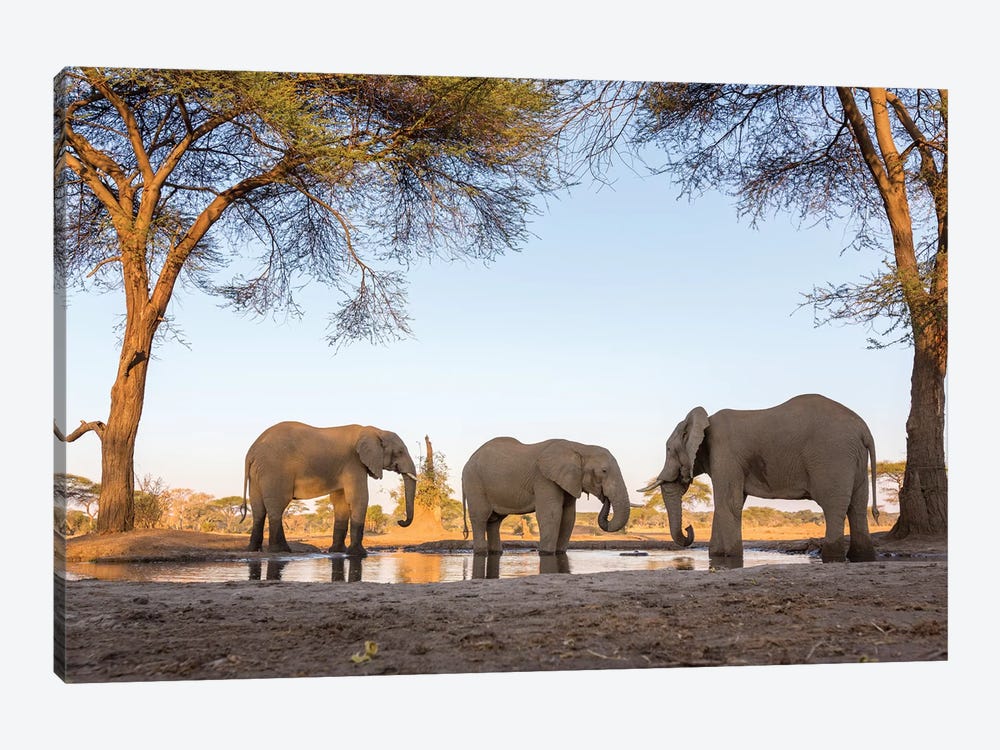 Africa, Botswana, Senyati Safari Camp. Elephants at waterhole.  by Jaynes Gallery 1-piece Canvas Art Print