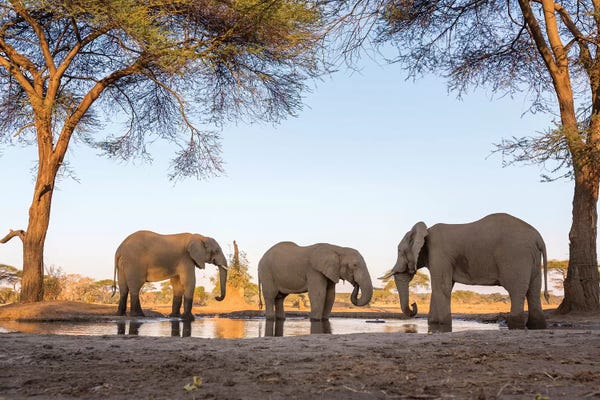 Botswana: Elephants At Waterhole I. Africa, Botswana, Senyati Safari Camp. by Jaynes Gallery