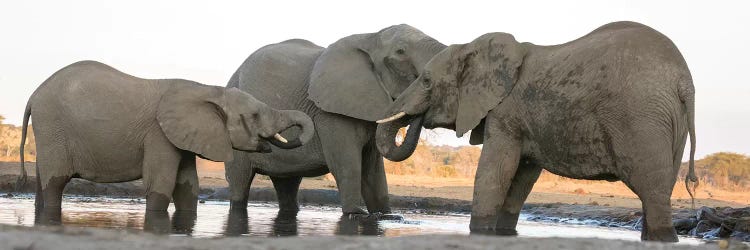 Africa, Botswana, Senyati Safari Camp. Elephants at waterhole. 