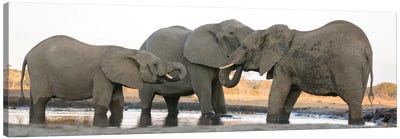 Africa, Botswana, Senyati Safari Camp. Elephants at waterhole.  Canvas Art Print - Botswana