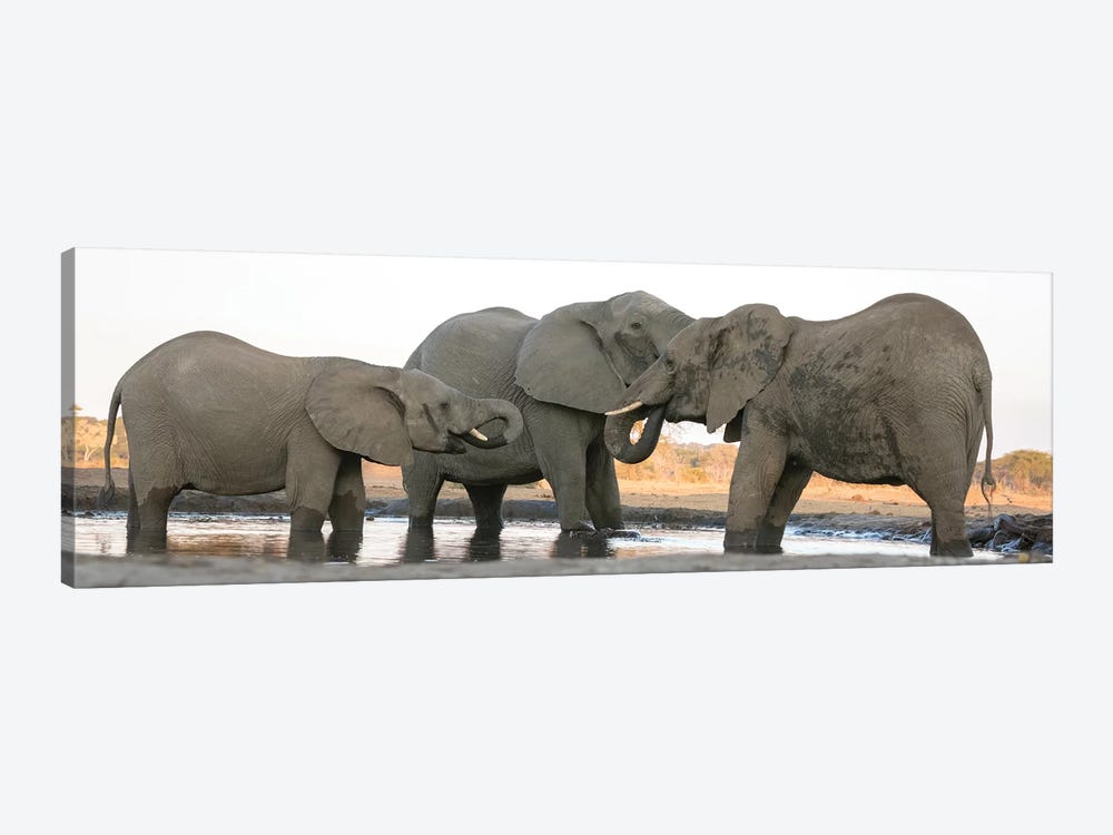 Africa, Botswana, Senyati Safari Camp. Elephants at waterhole.  by Jaynes Gallery 1-piece Canvas Wall Art