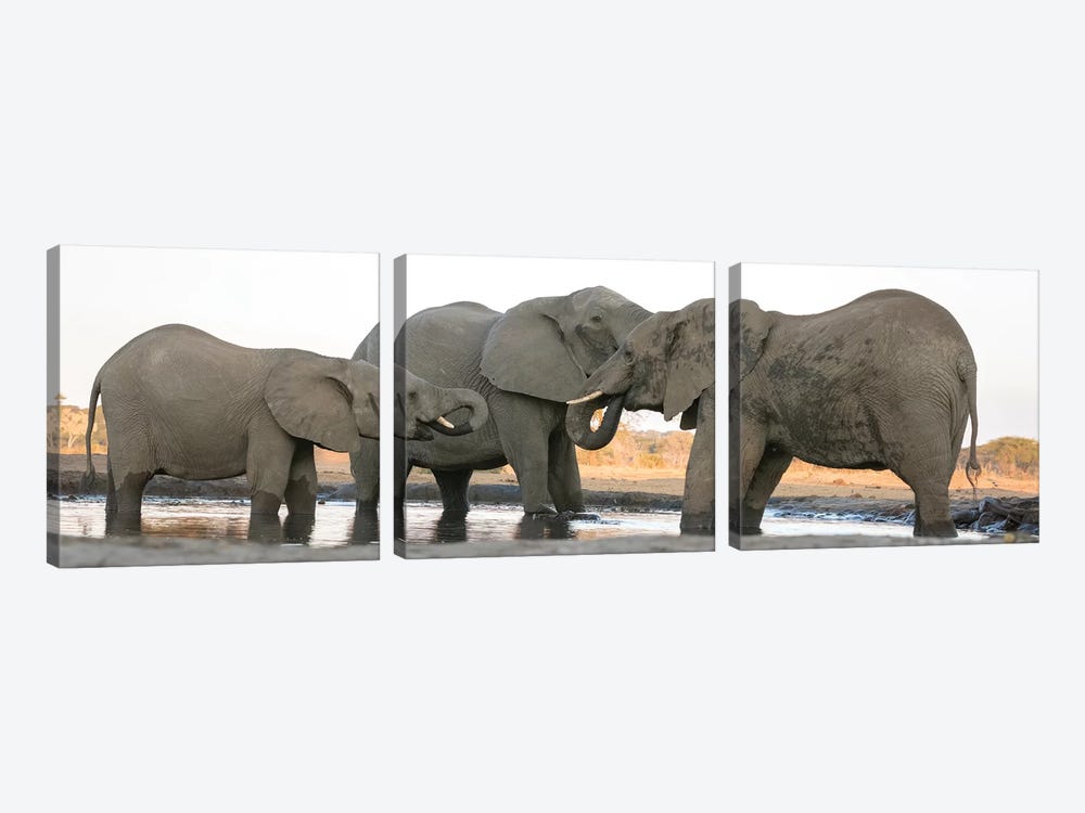 Africa, Botswana, Senyati Safari Camp. Elephants at waterhole.  by Jaynes Gallery 3-piece Canvas Art