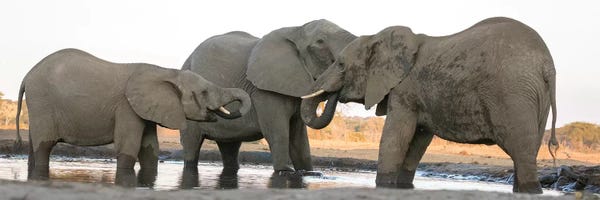 Elephants At Waterhole II. Africa, Botswana, Senyati Safari Camp.