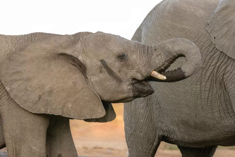 Africa, Botswana, Senyati Safari Camp. Elephants at waterhole. 