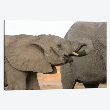 Africa, Botswana, Senyati Safari Camp. Elephants at waterhole.  Canvas Print #JYG338} by Jaynes Gallery Canvas Art Print