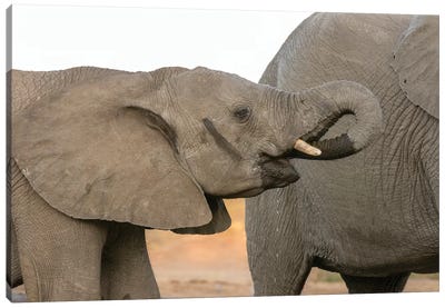 Africa, Botswana, Senyati Safari Camp. Elephants at waterhole.  Canvas Art Print - Botswana