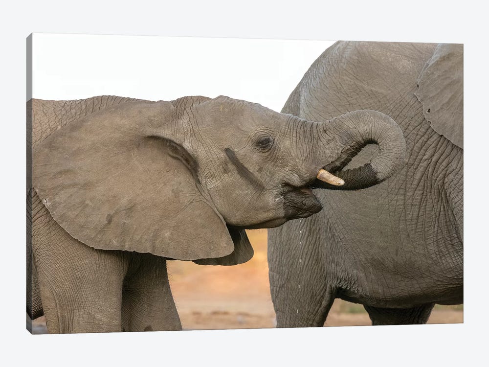 Africa, Botswana, Senyati Safari Camp. Elephants at waterhole.  by Jaynes Gallery 1-piece Canvas Print