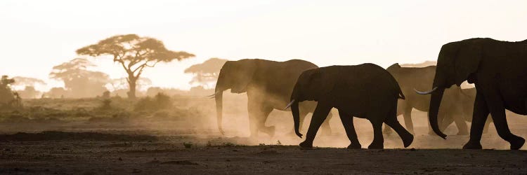 Africa, Kenya, Amboseli National Park. Backlit elephants on the march.