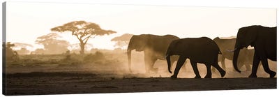 Africa, Kenya, Amboseli National Park. Backlit elephants on the march. Canvas Art Print - Jaynes Gallery