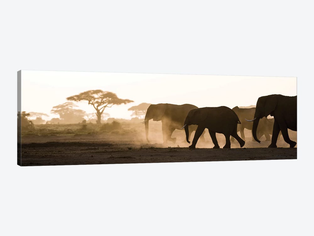 Africa, Kenya, Amboseli National Park. Backlit elephants on the march. by Jaynes Gallery 1-piece Canvas Artwork