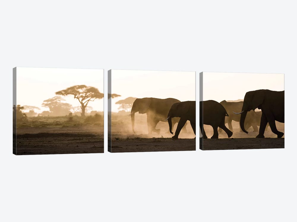 Africa, Kenya, Amboseli National Park. Backlit elephants on the march. by Jaynes Gallery 3-piece Canvas Artwork