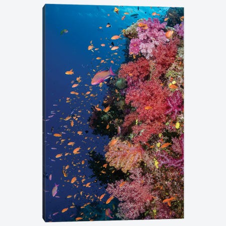 Fiji. Reef with coral and Anthias II Canvas Print #JYG33} by Jaynes Gallery Canvas Print