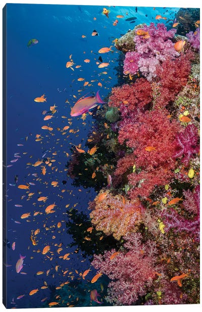Fiji. Reef with coral and Anthias II Canvas Art Print - Underwater Art